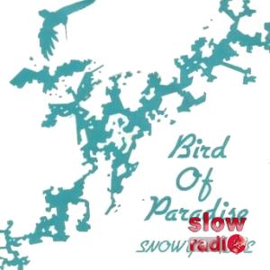 Snowy White - Bird of paradise